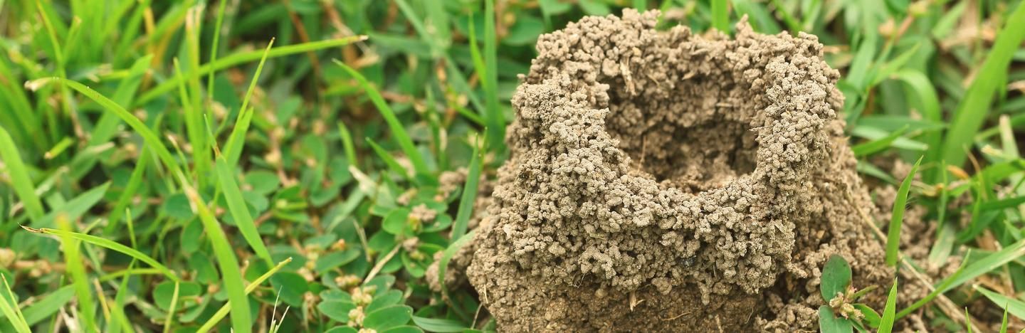 Ameisen im Rasen | Liebe Deinen Garten